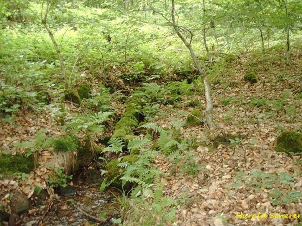 DHW0065.jpg